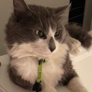 Meet your Posher, Abdellatif